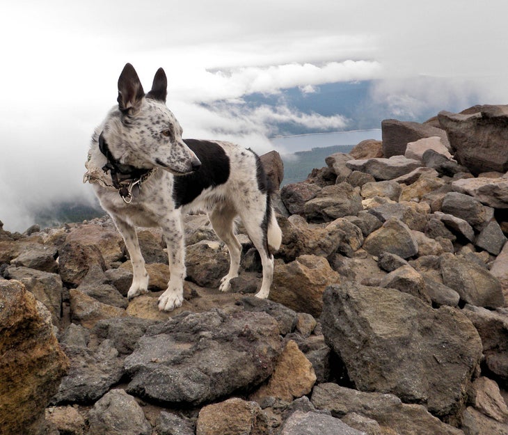 What to Consider When Looking for the Best Hiking Dog