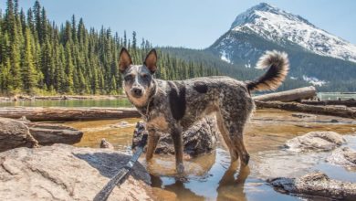 Photo of 10 Best Hiking Dogs