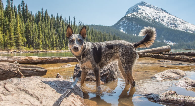 Best Hiking Dogs