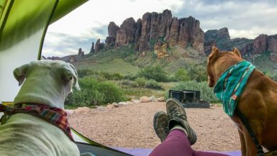 Photo of 15 Tips For Going Camping With Your Dog