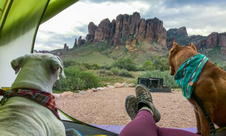 Camping With Your Dog