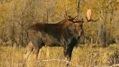 Photo of The Most Complete Guide On Moose Hunting