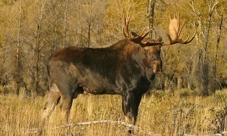 The Most Complete Guide On Moose Hunting